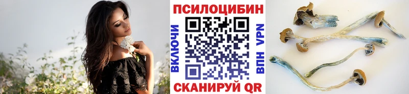 Псилоцибиновые грибы Psilocybe Сургут
